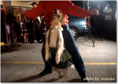 メレンゲ(ダンス)踊る 犬！人間顔負けスーパーワンコたち 動画