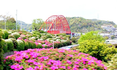 音戸大橋のツツジ、GW頃 見頃に