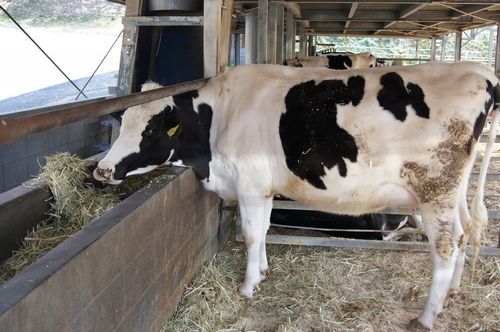 人間の母乳を出す牛、中国で遺伝子組み換え母乳が