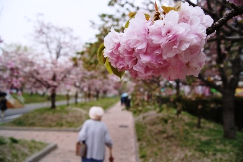 広島 造幣局の桜の通り抜け(花のまわり道)2012 画像1
