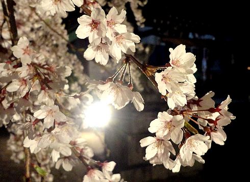 観音神社の枝垂桜、美しく満開に！夜桜ライトアップ