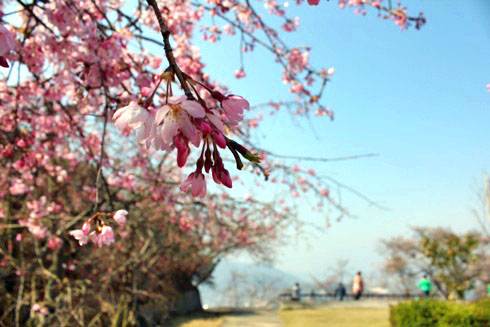 音戸の瀬戸公園の桜、海と2つの朱色の橋を望む絶景お花見