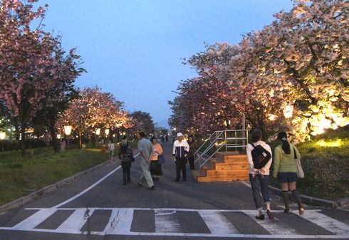 広島 造幣局桜の通り抜けライトアップ10