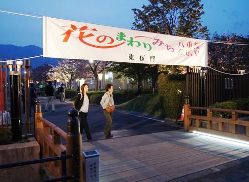 広島 造幣局桜の通り抜けライトアップ11