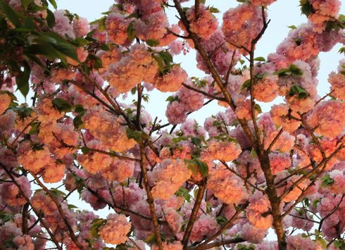 広島 造幣局桜の通り抜けライトアップ2