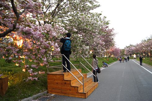 広島 造幣局桜の通り抜けライトアップ4