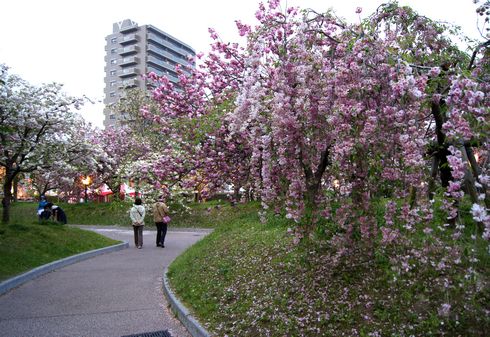 広島 造幣局桜の通り抜けライトアップ7