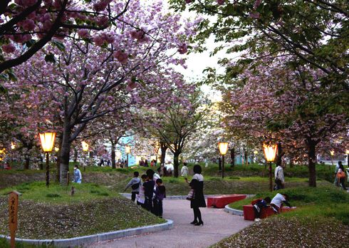 広島 造幣局桜の通り抜けライトアップ3