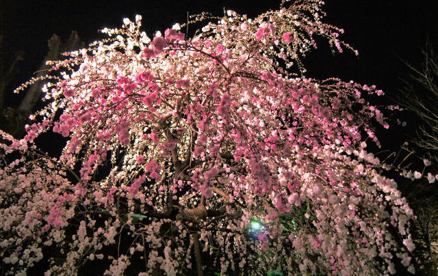 縮景園 夜桜開園時の様子