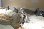 宮島水族館、ペンギンの可愛さがたまらない