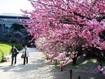 広島 縮景園では、梅の花が今まさに見ごろ！