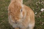 うさぎ島、広島県大久野島は300匹のウサギに萌えまくる ウサウサ・アイランド