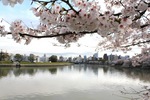 広島市内の川沿いの桜、太田川や本川は歩いて楽しんで