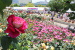 福山ばら祭、70万本が満開でバラの香りに包まれる