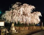 観音神社の枝垂桜、美しく満開に！夜桜ライトアップ中
