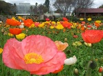 広島市植物公園 は山1つ分？どの季節も楽しめるスポット
