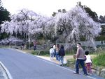 神原のシダレザクラ、広島県の天然記念物 滝のように流れる美しい桜