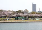 桜が彩る広島 平和公園と太田川・元安川の風景