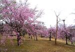 鏡山公園の桜と、西条を見渡せる鏡城跡からの風景