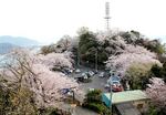 黄金山、桜の博物館 目指して育てられたお花見の名所