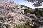 廿日市の町並みを見下ろす桜の花園・大田神社と、桜並木道