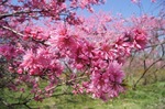 世羅 ラ・スカイファームが満開！菊桃が咲き誇り春爛漫、お花畑パラダイス