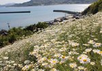 因島の除虫菊、港を見下ろす白い花のじゅうたん