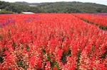 世羅ゆり園で花絵「赤富士」サルビア・ケイトウで描く