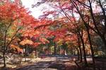 大竹市 三倉岳の麓、紅葉で色づく