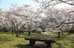 可部運動公園の桜、ピクニック広場は満開時 花園に！