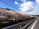 尾道 桜土手、川べりにおよそ1.7kmの桜が咲き誇る