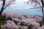 安芸津 正福寺山公園、桜と瀬戸内海を見下ろす絶景スポット
