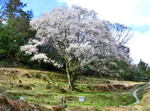 宿根の大桜(すくねのおおざくら)、竹原の重要文化財へ