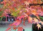 尾関山公園の紅葉 2014、綺麗に色づき始める