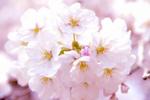 お花見用に県立教育センターを開放、東広島の桜スポット