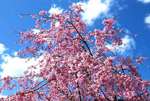 極楽寺山やアルカディアビレッジの枝垂れ桜が、ハラハラと