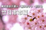 【廿日市市編】観光協会が選ぶ！桜スポットBEST3