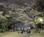 広島・比治山公園で夜桜、やさしいボンボリ灯りの下で