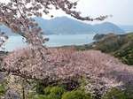 圧巻！塔の峰千本桜、桜の楽園 佐木島で満開に