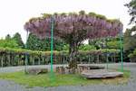 紫のパラソル！藤棚が見頃、神乃倉山公園