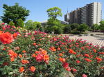 緑町公園、ピラミッド型ばら花壇や憩いの水辺など福山市の総合公園