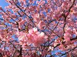 広島・上蒲刈島で、早咲きの河津桜が見頃に