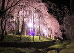 しだれ桜の名所・世羅 甲山ふれあいの里で、夜桜ライトアップ