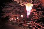 廿日市市・大田神社の夜桜、ボンボリの灯りで