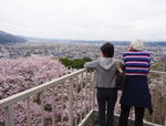 尾関山公園で桜のお花見、三次市の桜が見頃の風景