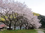 安芸太田 附地の桜並木、太田川源流のほとりでお花見を