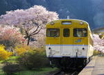 安野「花の駅公園」の桜が満開、広島の元JR駅が花園に