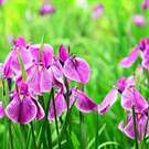一面に咲くアヤメ・菖蒲が楽しめる！広島の菖蒲スポット