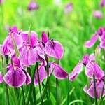 一面に咲くアヤメ・菖蒲が楽しめる！広島の菖蒲スポット
