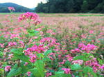 北広島町 赤そばの里、八幡高原を真赤に染める花畑